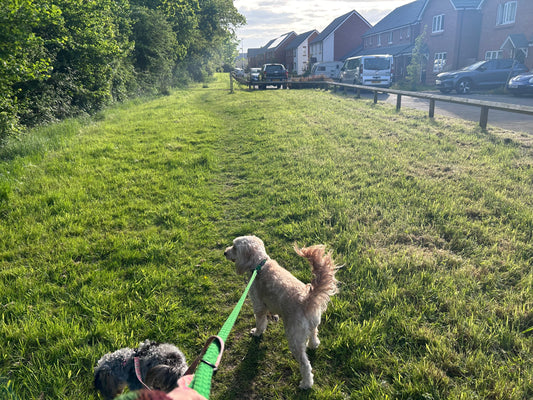 “Why Is My Dog Suddenly Itchy?!”: A Spring Allergy Survival Guide from Riva’s Pups